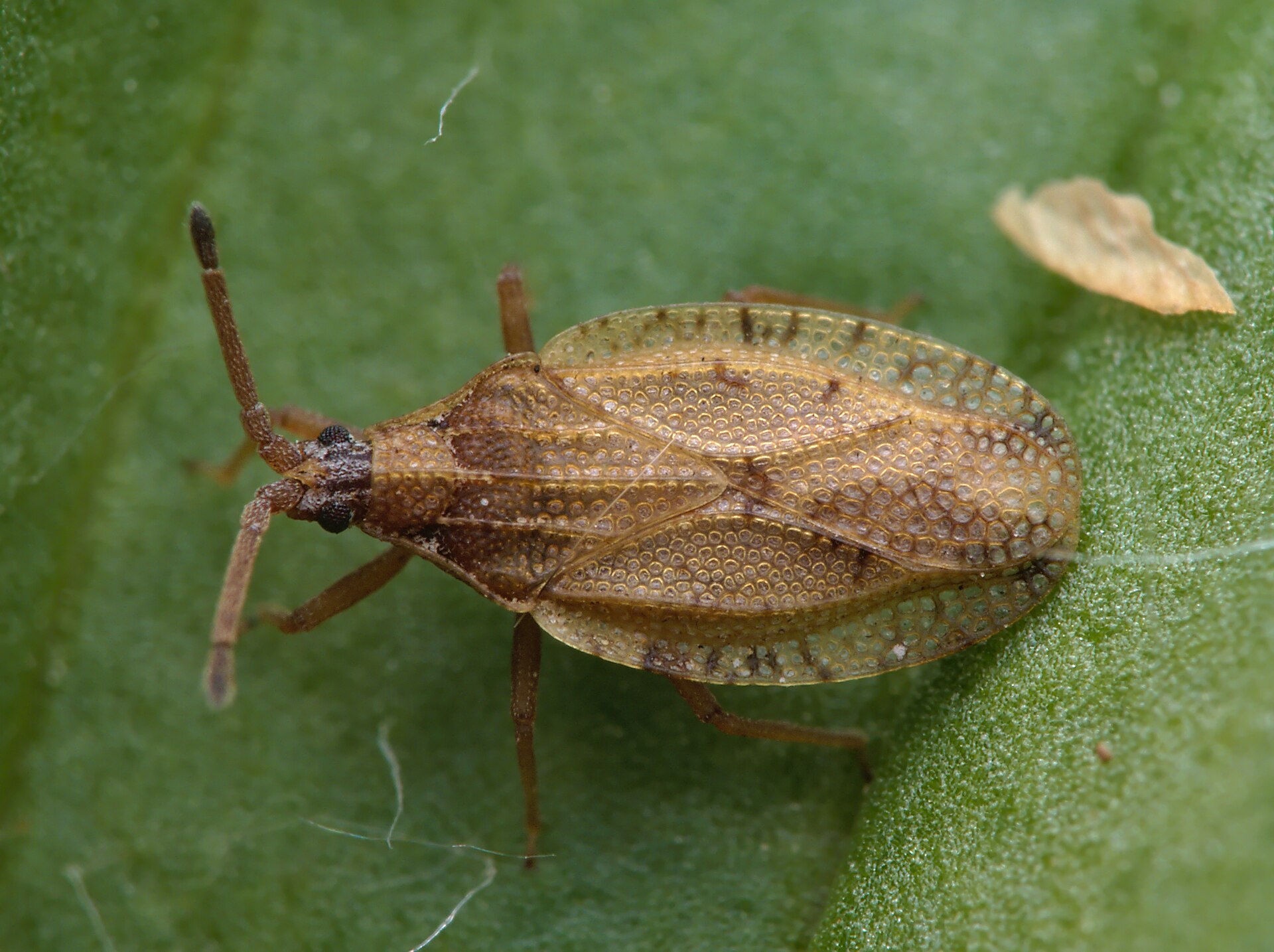 Imagem de referência de Catoplatus fabricii, descrito nos dados abertos como espécie de inseto