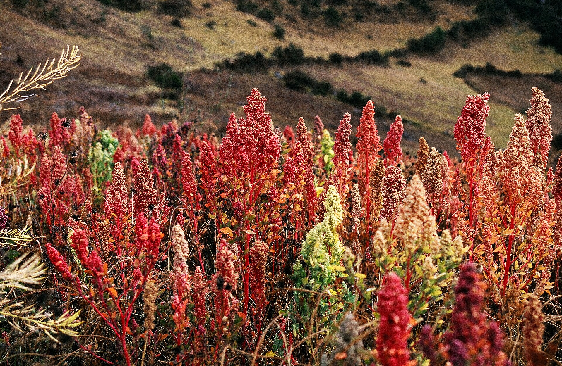 Imagem de referência de Chenopodium, descrito nos dados abertos como género de plantas