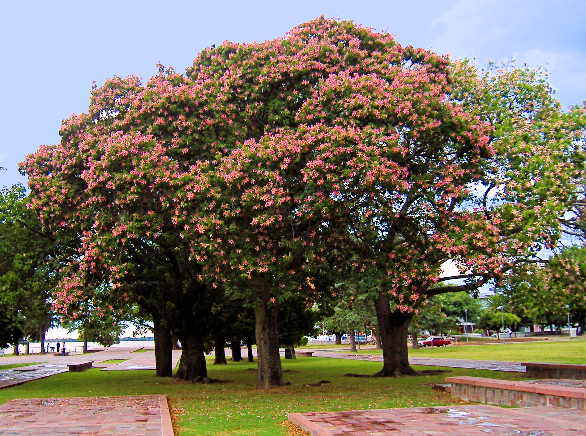 Imagem de referência de Chorisia, descrito nos dados abertos como género de plantas