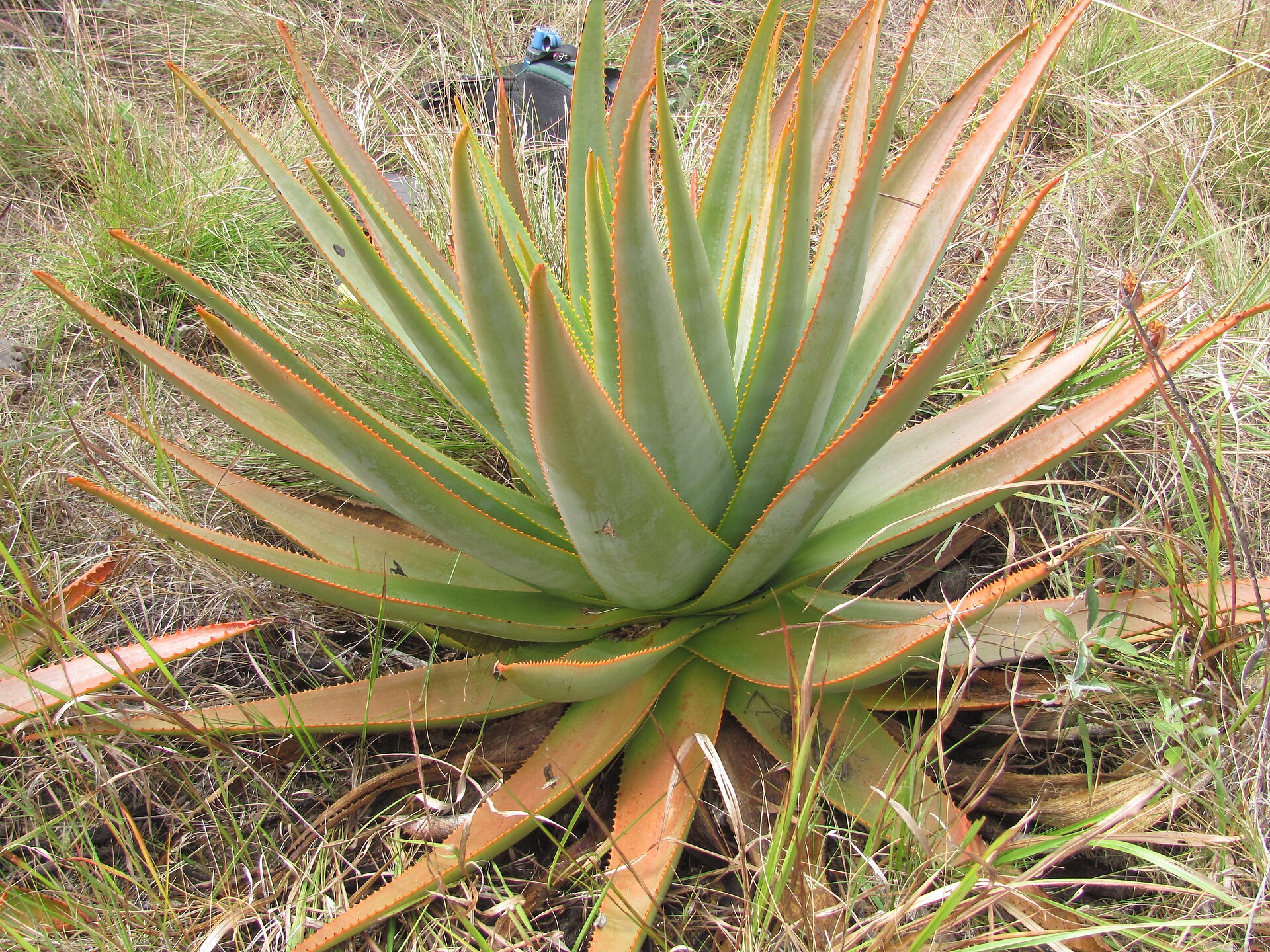 Imagem de referência relacionada a Aloe macroclada, item descrito como espécie de planta