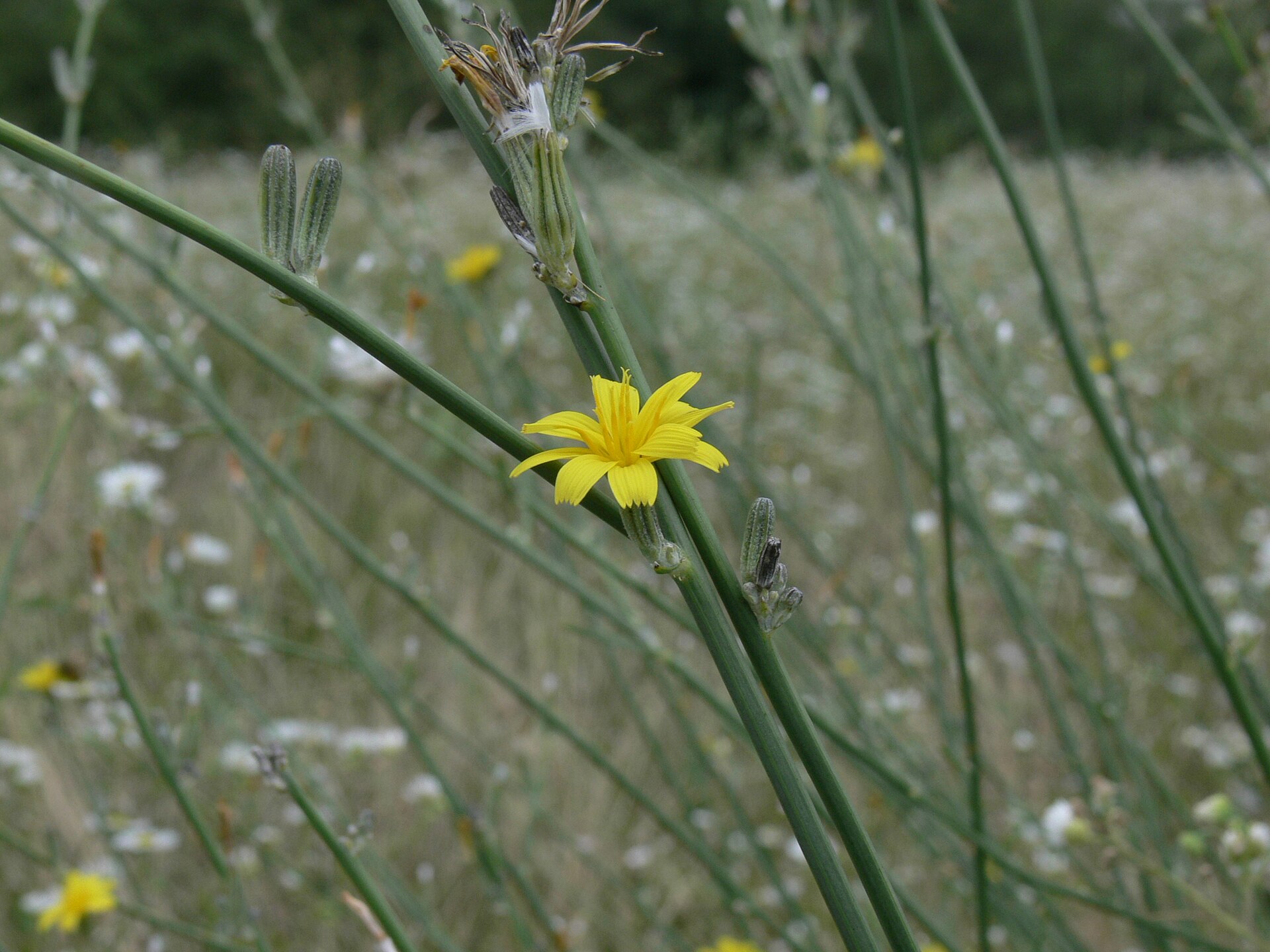Imagem de referência relacionada a Chondrilla juncea, item descrito como espécie de planta