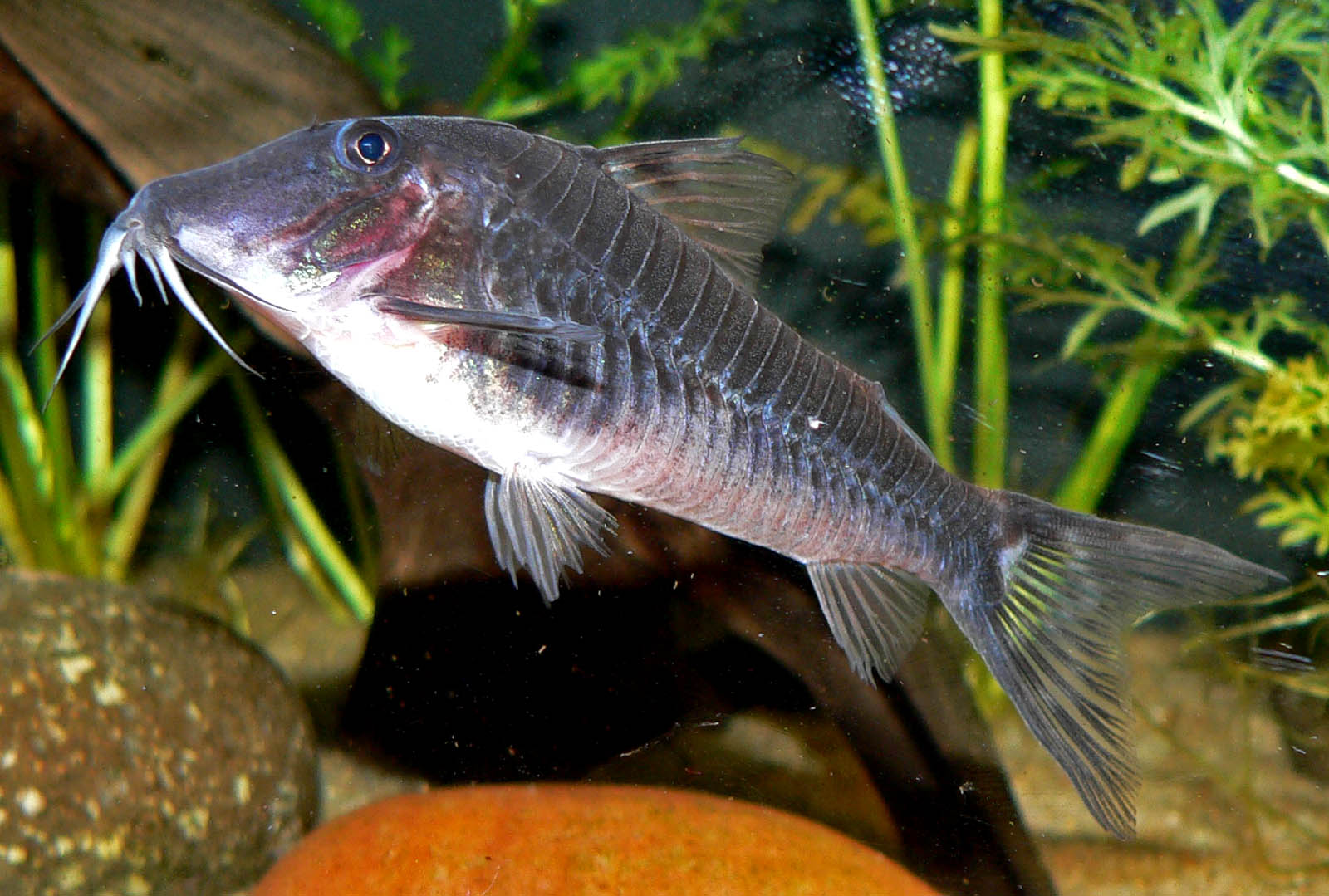 Imagem de referência relacionada a Corydoras semiaquilus, item descrito como registro de referência sobre Corydoras semiaquilus, organizado a partir de dados estruturados abertos