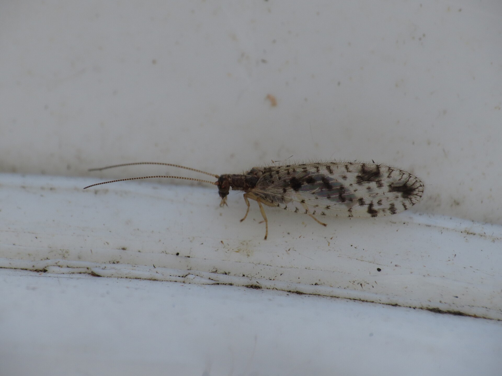 Imagem de referência de Micromus variegatus, descrito nos dados abertos como espécie de inseto