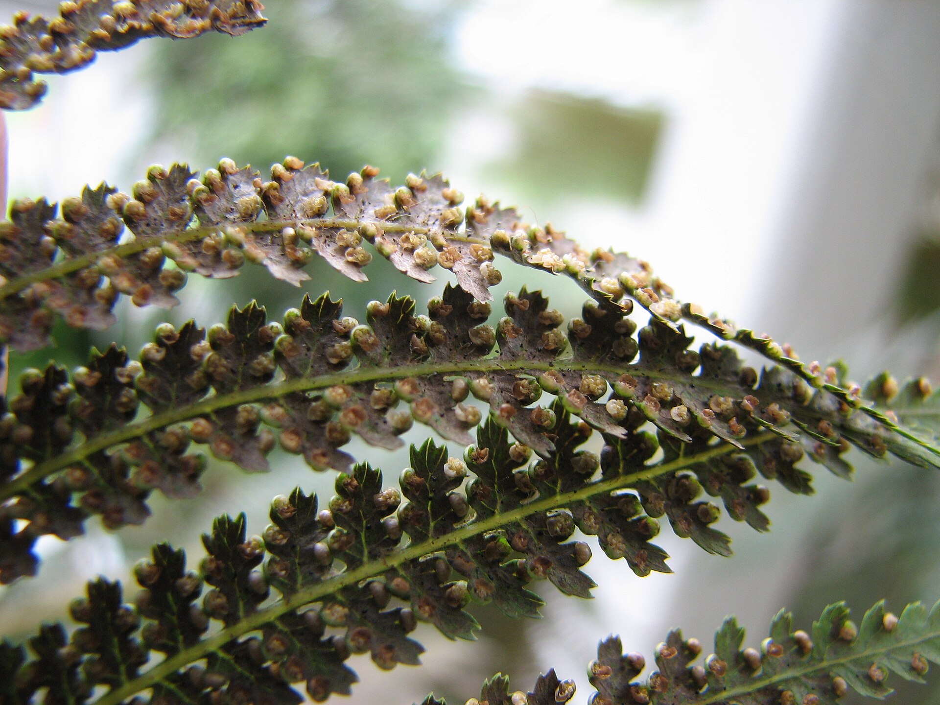 Imagem de referência relacionada a Dicksonia, item descrito como género de plantas