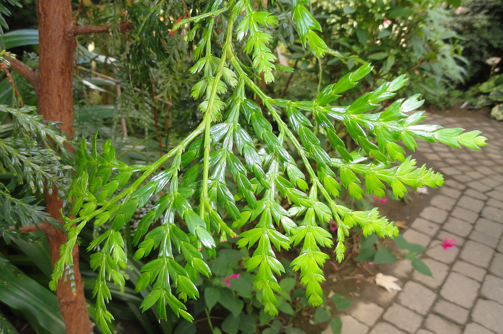 Imagem de referência relacionada a Papuacedrus, item descrito como espécie de planta