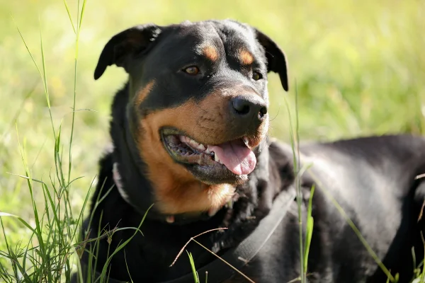 Cães de grande porte envelhecem mais rápido, aponta estudo