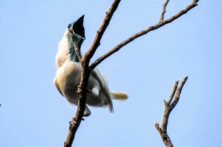 Cientistas identificam dois dos pássaros mais barulhentos do mundo — e eles são tão barulhentos quanto uma britadeira