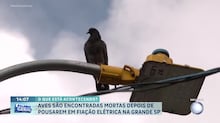 Cientistas identificam dois dos pássaros mais barulhentos do mundo — e eles são tão barulhentos quanto uma britadeira