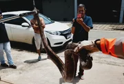 Jiboia foi capturada no motor de carro de passeio em Minas