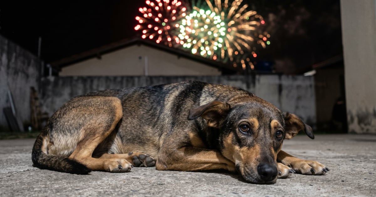 Seu cachorro não vota e não merece uma comemoração com fogos de artifício