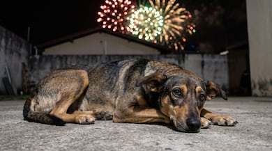 Seu cachorro não vota e não merece uma comemoração com fogos de artifício