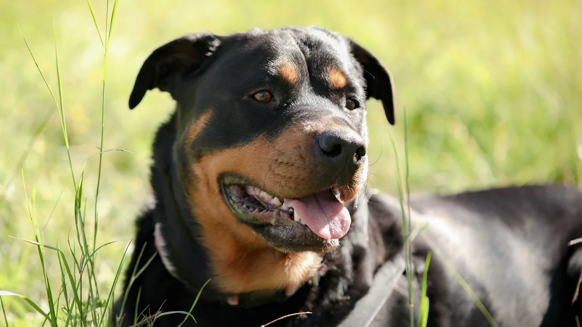 Cães de grande porte envelhecem mais rápido, aponta estudo