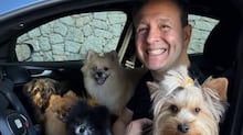 Seu cachorro não vota e não merece uma comemoração com fogos de artifício