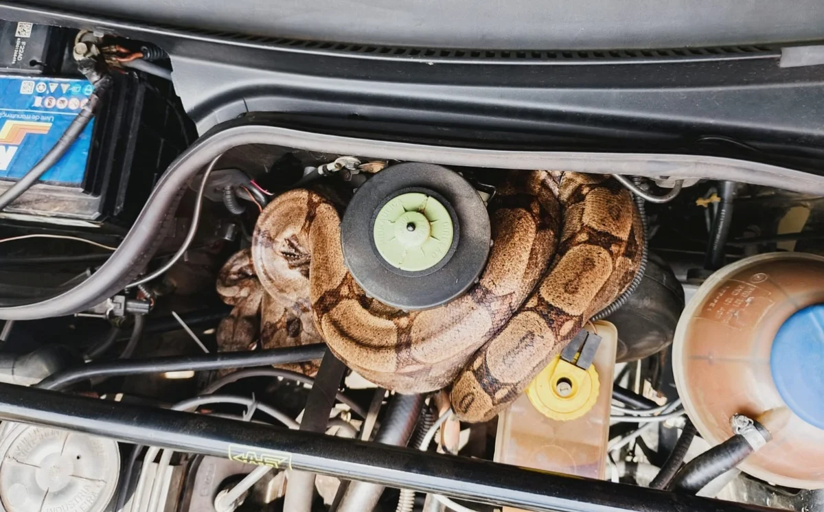 Cobra jiboia é encontrada em motor de carro em MG