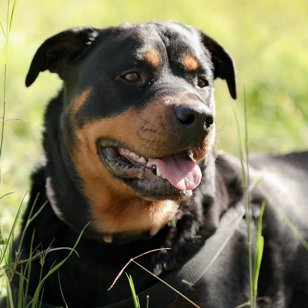 Cães de grande porte envelhecem mais rápido, aponta estudo