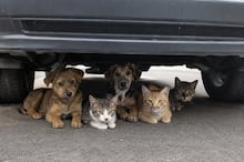 Seu cachorro não vota e não merece uma comemoração com fogos de artifício